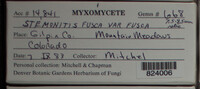 Stemonitis fusca image